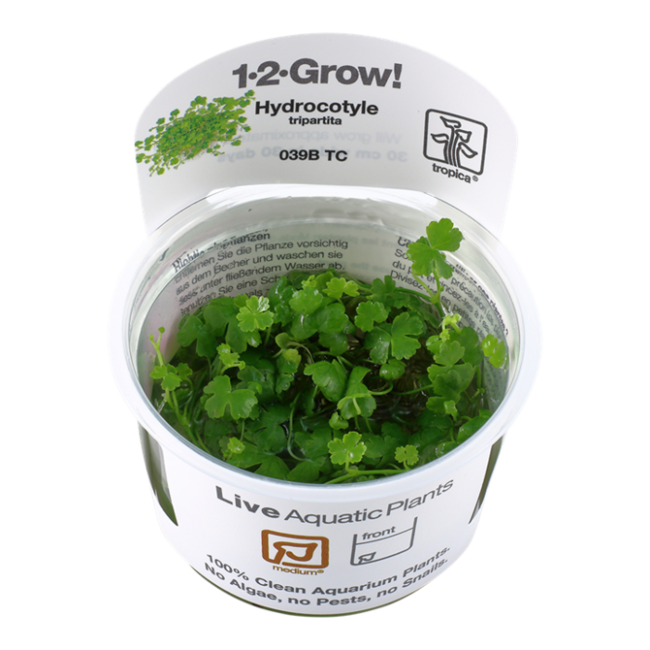 Hydrocotyle tripartita 1-2-Grow