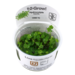 Hydrocotyle tripartita 1-2-Grow