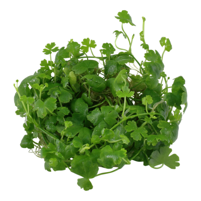 Hydrocotyle tripartita 1-2-Grow