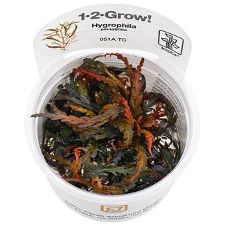 Hygrophila pinnatifida 1-2-Grow
