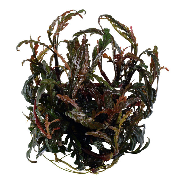 Tropica Hygrophila pinnatifida 1-2-Grow