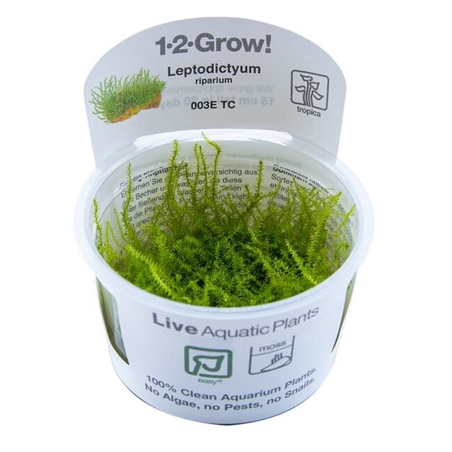 Leptodictyum riparium Moss 1-2-Grow