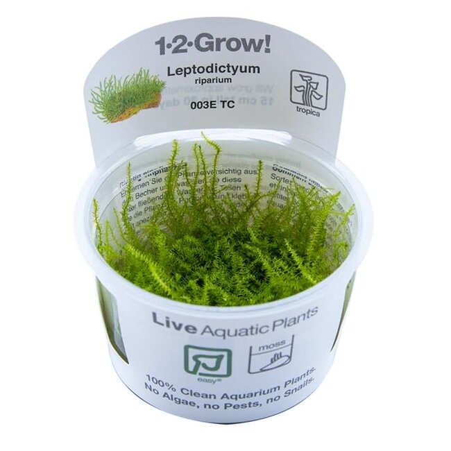 Tropica Leptodictyum riparium Moss 1-2-Grow