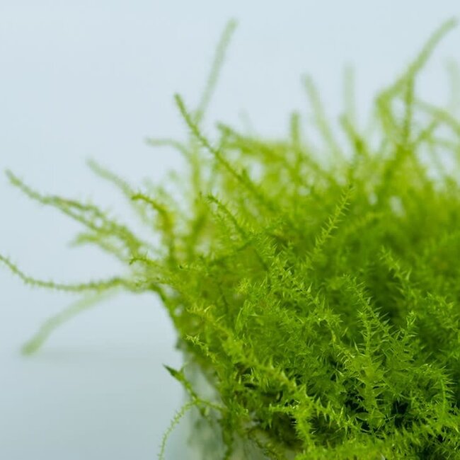 Tropica Leptodictyum riparium Moss 1-2-Grow