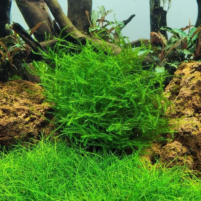 Tropica Leptodictyum riparium Moss 1-2-Grow