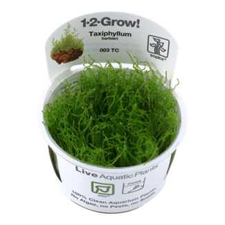 Taxiphyllum barbieri 'Bogor Moss' 1-2-Grow