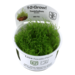 Taxiphyllum barbieri 'Bogor Moss' 1-2-Grow