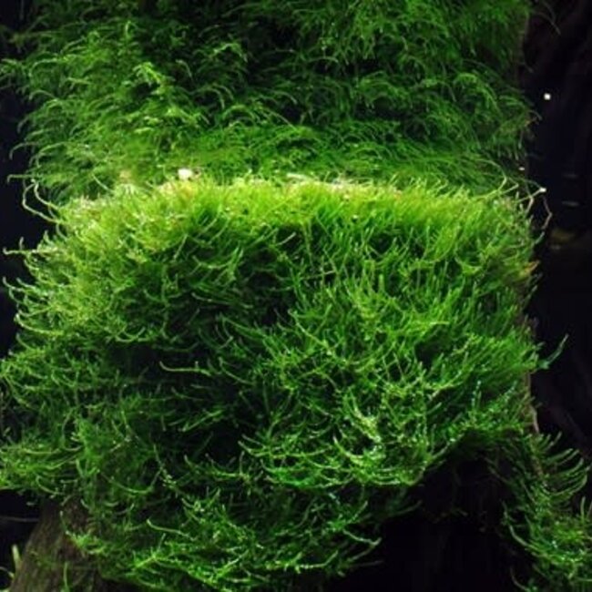 Taxiphyllum barbieri 'Bogor Moss' 1-2-Grow