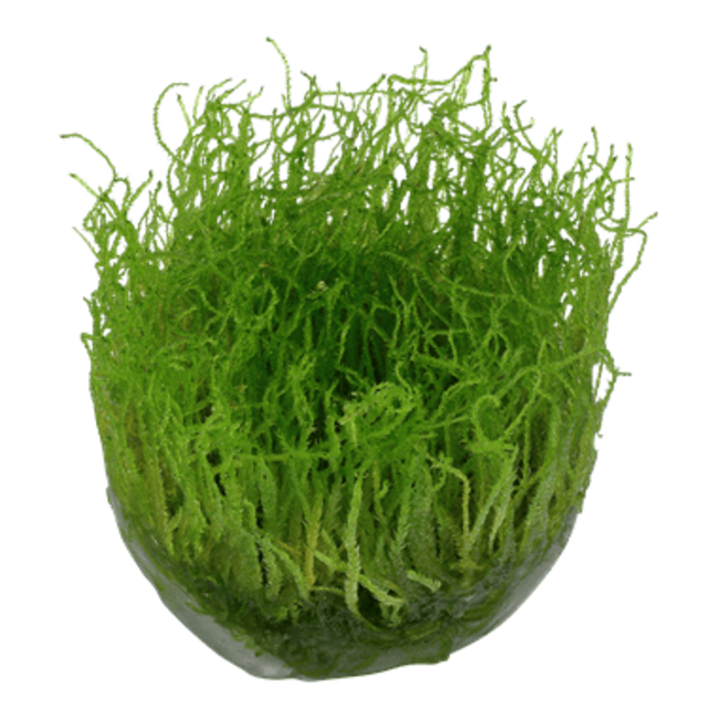 Taxiphyllum barbieri 'Bogor Moss' 1-2-Grow