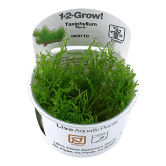 Taxiphyllum 'Flame' Moss 1-2-Grow