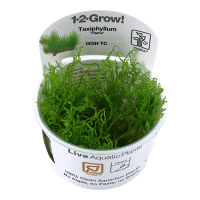 Taxiphyllum 'Flame' Moss 1-2-Grow