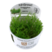Taxiphyllum 'Flame' Moss 1-2-Grow