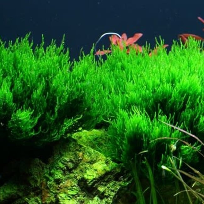 Taxiphyllum 'Flame' Moss 1-2-Grow