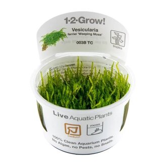 Weeping Moss Vesicularia ferriei 1-2-Grow