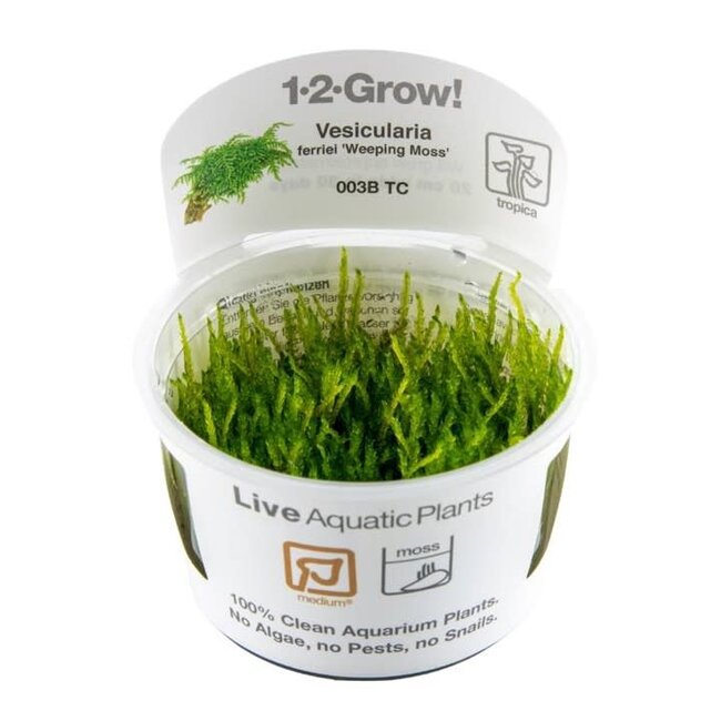 Weeping Moss Vesicularia ferriei 1-2-Grow