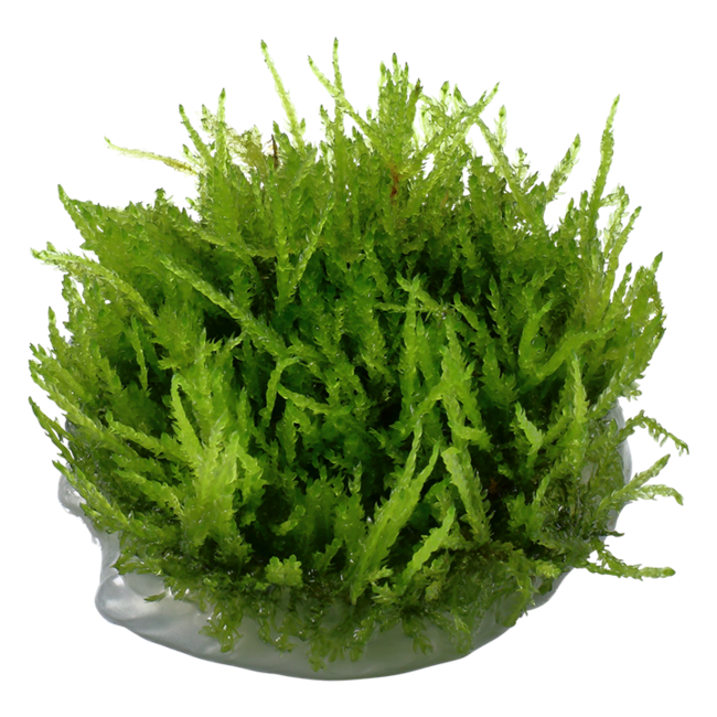 Weeping Moss Vesicularia ferriei 1-2-Grow