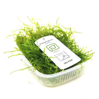 Bogor Moss Taxiphyllum barbieri Portion