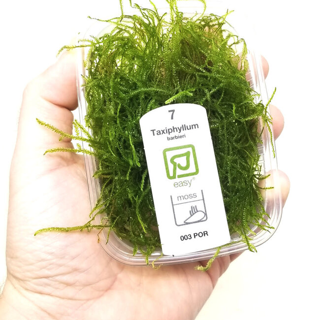 Bogor Moss Taxiphyllum barbieri Portion