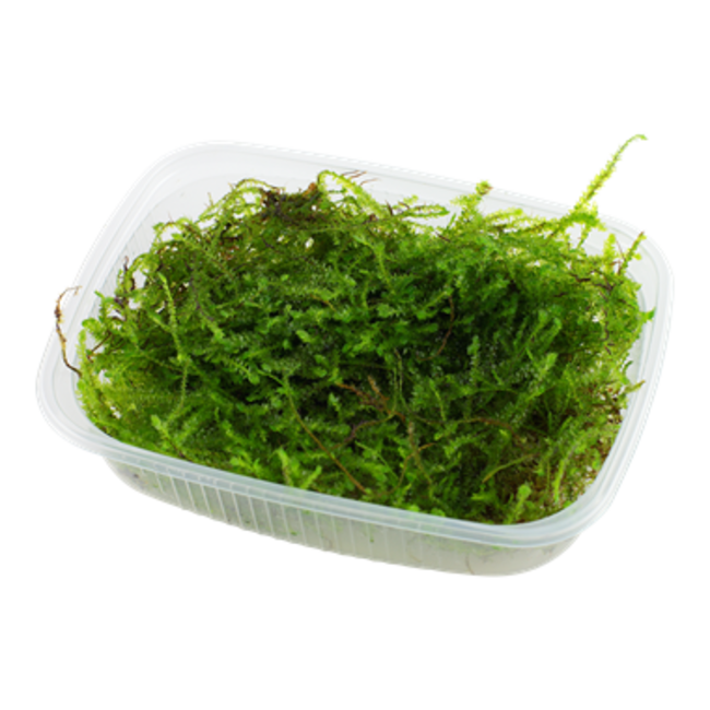 Bogor Moss Taxiphyllum barbieri Portion