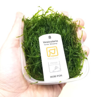 Vesicularia ferriei 'Weeping' Moss Portion