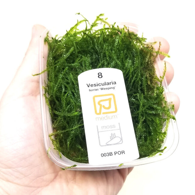 Vesicularia ferriei 'Weeping' Moss Portion