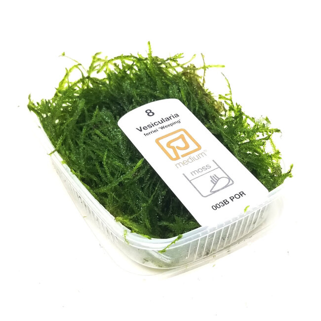 Tropica Vesicularia ferriei 'Weeping' Moss Portion