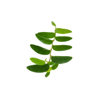 Live Plant Ficus sp. 'Panama'