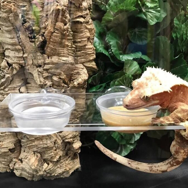 Pangea Gecko Ledge Suction Cup (Acrylic Large 1.5oz cups)