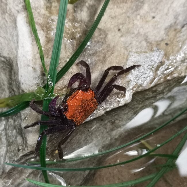 Vampire Crab
