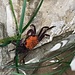 Vampire Crab