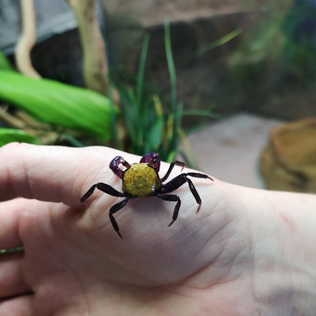 Vampire Crab