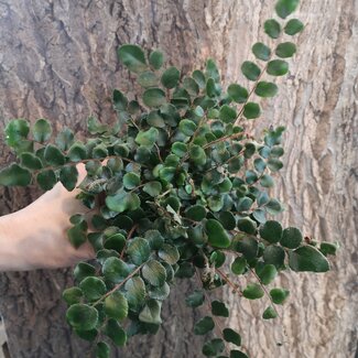 Pellaea roundifolia Button Fern 4"