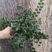 Pellaea roundifolia Button Fern 4"