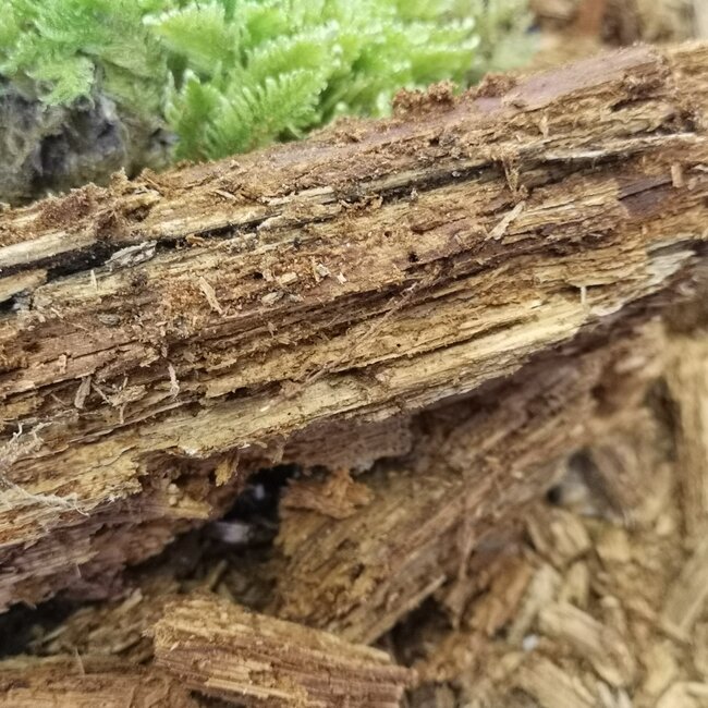 Naturally sourced decaying wood diet for detritivores such as millipedes, isopods and others.