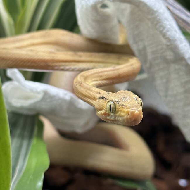 Snake Yellow Amazon Tree Boa 1.0