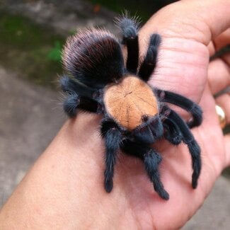 Tarantula Brachypelma albiceps 'Mexican White Headed' 1.5" - 2"