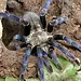 Cyriopagopus lividus 'Cobalt Blue' 1"