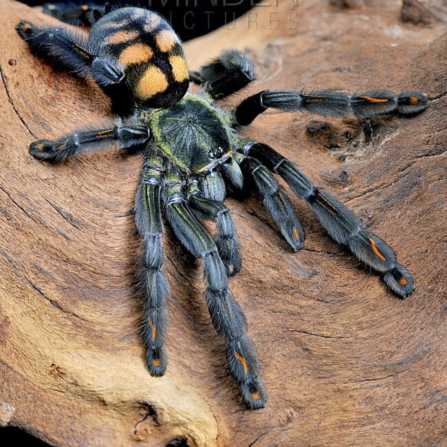 Psalmopoeus irminia 'Venezuelan Sun Tiger' 1-1.5"