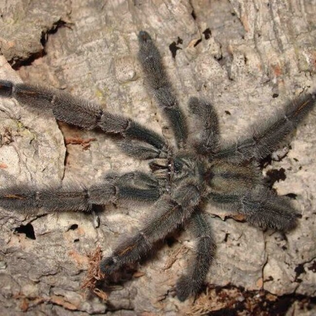 Tarantula Psalmopoeus irminia 'Venezuelan Sun Tiger' 1-1.5"