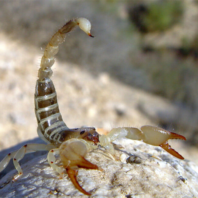 Scorpion Israeli Gold Scorpion, Scorpio maurus