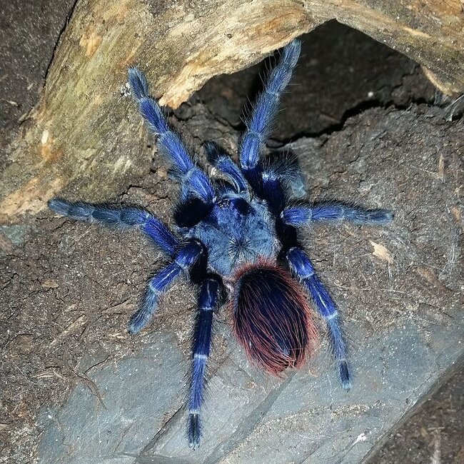 Tarantula Pterinopelma sazimai 'Brazilian Blue' 2-2.5"