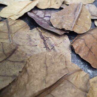 Almond Leaf Mini 20pk Almond Leaf Mini 20pk