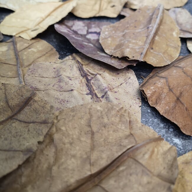 Almond Leaf Mini 20pk