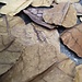 Almond Leaf Mini 20pk