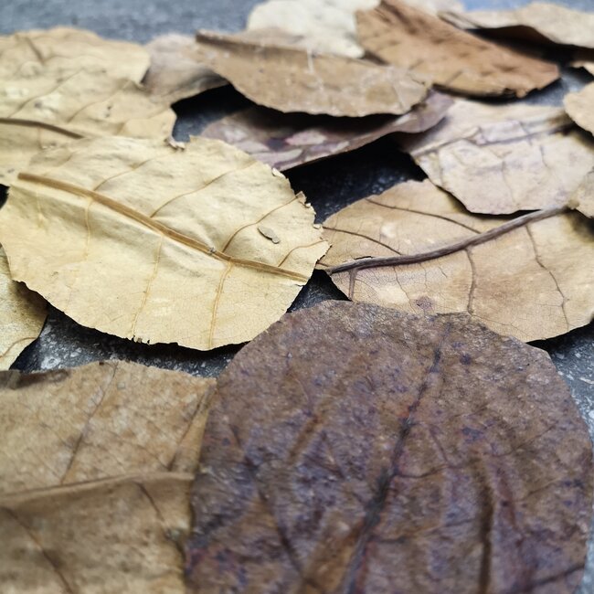 Almond Leaf Mini 20pk