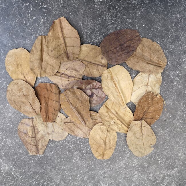 Almond Leaf Mini 20pk