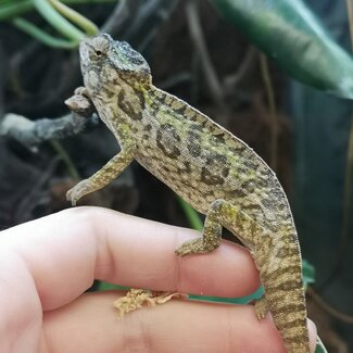 Chameleon PREORDER Carpet Chameleon Male