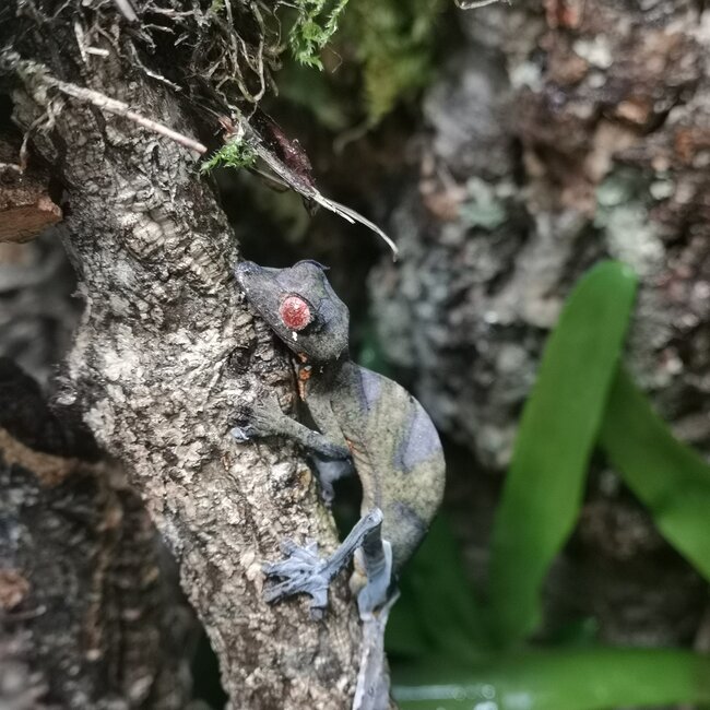 Gecko Satanic Leaf Tail Uroplatus Phantasticus