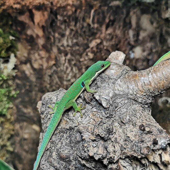 Peacock Day Gecko