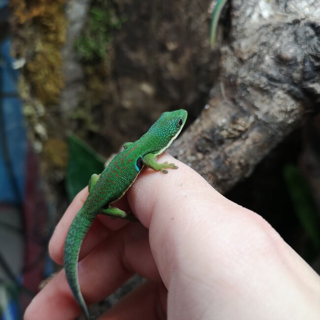 Peacock Day Gecko